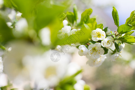 在春天盛开的白色花树图片