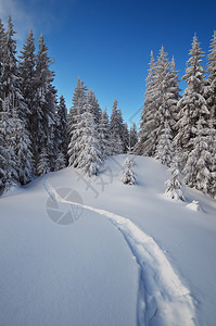 雪中的轨迹冬季森林有雪地滑图片