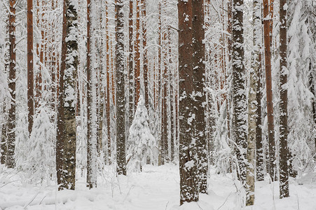 景观冬天开始的松树林图片