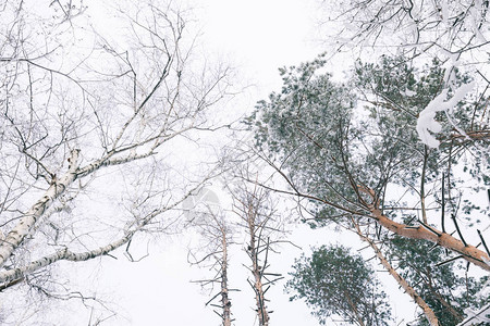 森林中积雪覆盖树图片