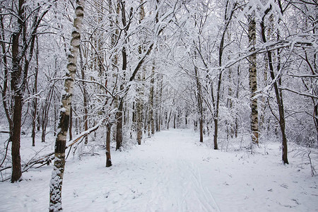 冬天森林覆盖着雪图片