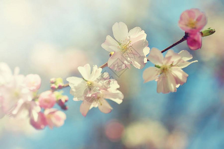 春天的花枝图片
