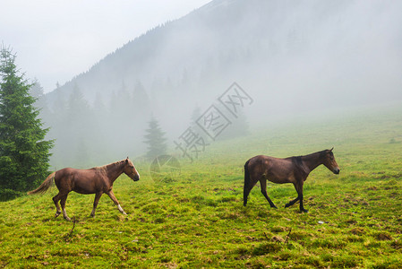 两匹野马在迷雾图片