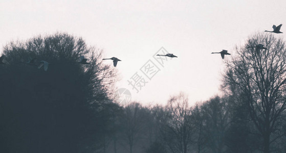 冬天在空中飞翔的鹅剪影图片