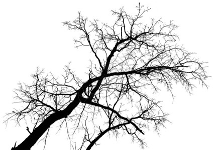 大光秃的树枝上白色孤立图片