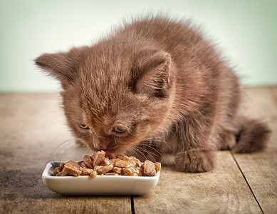 吃猫食小猫背景图片