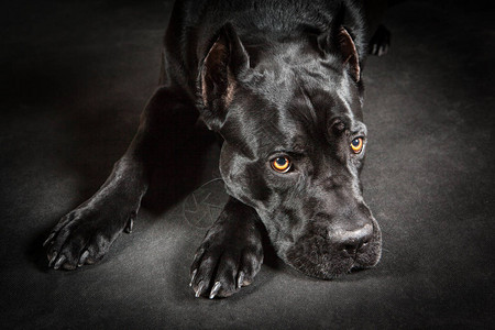 黑色背景上的黑狗Canecorso悲伤的狗躺在背景图片