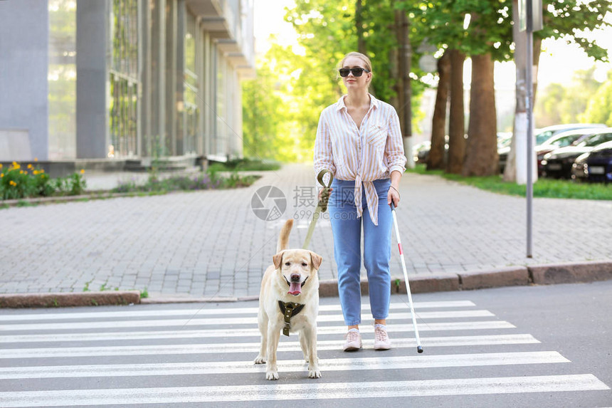 带导盲犬过马路的盲女图片