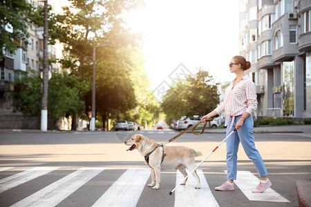 带着导盲犬过马路的年轻盲女图片