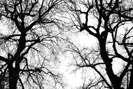 冬天的黑白大橡树剪影背景图片