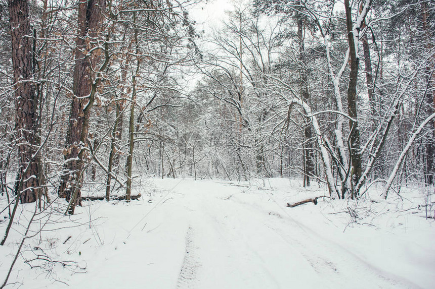 冬天白雪皑的森林中的道路和树木图片