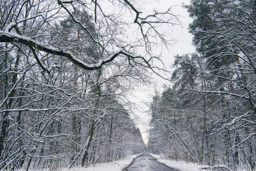 白雪皑的冬季森林中的混凝土道路图片