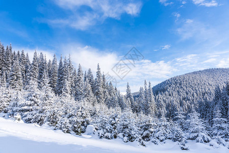雪覆盖的树木和树枝图片