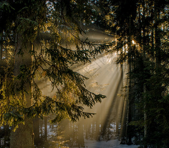 冬季森林寒冷冰冻的景观图片
