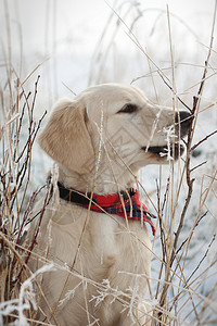雪地里的金毛猎犬小狗图片