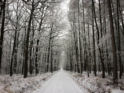 宁静的冬季森林图片