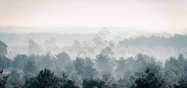薄雾中松树冬季森图片