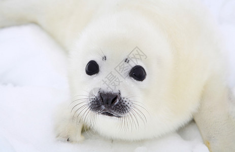 白海冰面上的竖琴海豹宝幼崽背景图片