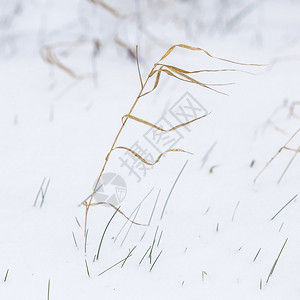 冬季景观中芦苇草的细节图片