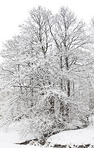 冬季风景大树有雪覆盖的图片