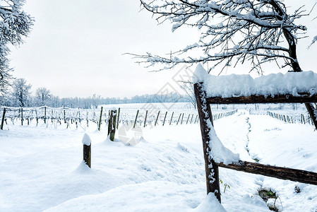 意大利冬天的葡图片