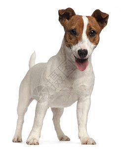 JackRussellTerrier小狗图片