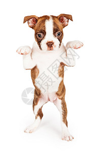 可爱的七周老波士顿Terrier小狗站在后腿上乞求在白色背景图片