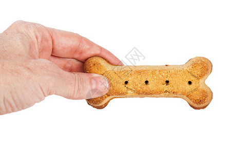 一只手握着骨头形状的狗饼干的人孤立图片