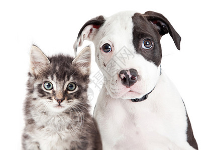 可爱的黑白小狗和小猫一起看着相机的特写肖像图片