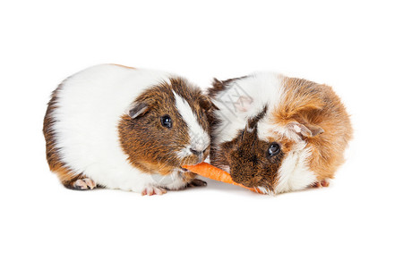 两头豚鼠和两头胡萝卜在白色图片