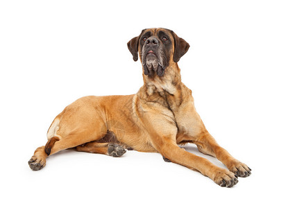 一只巨大的英国马斯蒂夫狗躺在一个背景与背景相伴的长袍下以非图片