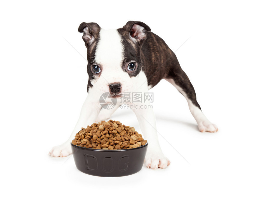 七周的波士顿特瑞尔小狗站在堆积如泥的狗食物碗旁双腿散开在白色图片