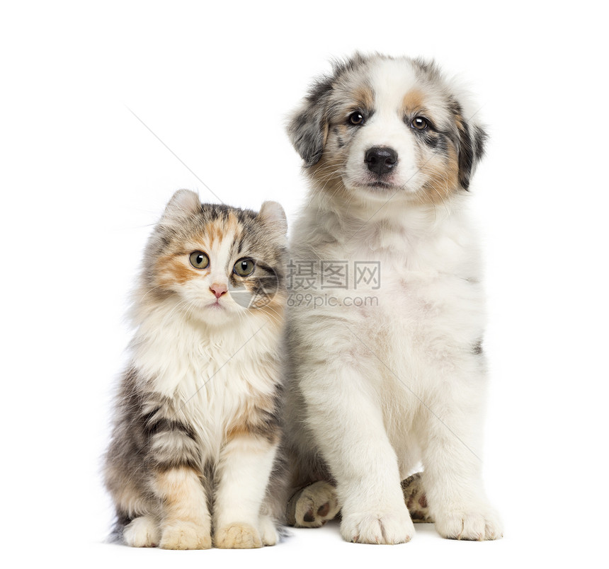 小猫和小狗坐着图片