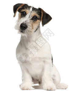 JackRussellTerrier小狗图片