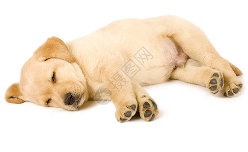 可爱的拉布多猎犬小狗睡图片
