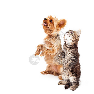 Yorkshire小狗和小猫坐在一起图片