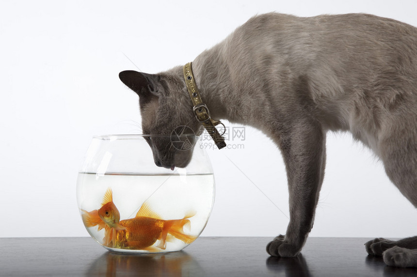 暹罗猫在碗里的金鱼旁边图片