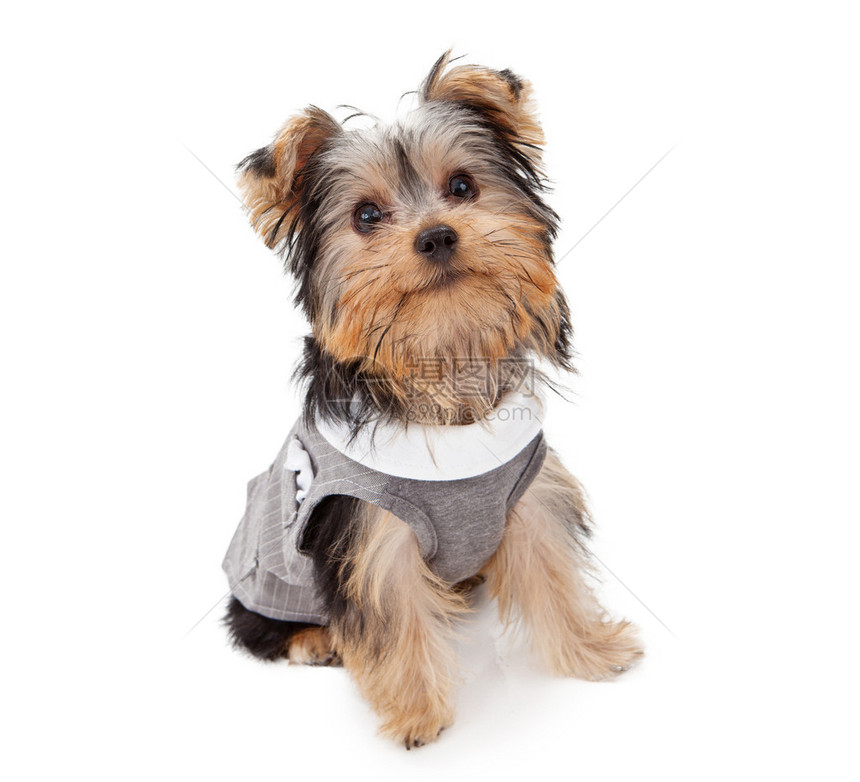 身穿灰色针纹西装背心的约克郡泰瑞犬坐图片