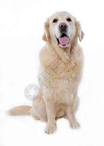 白色背景上纯种金毛猎犬的肖像图片