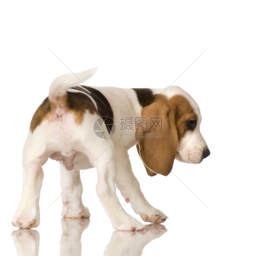 Beagle小狗在白背景前的比图片