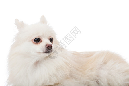 躺着的白色博美犬图片