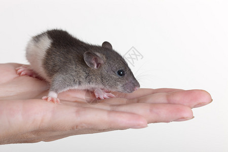 非常小的幼鼠在手掌上图片素材