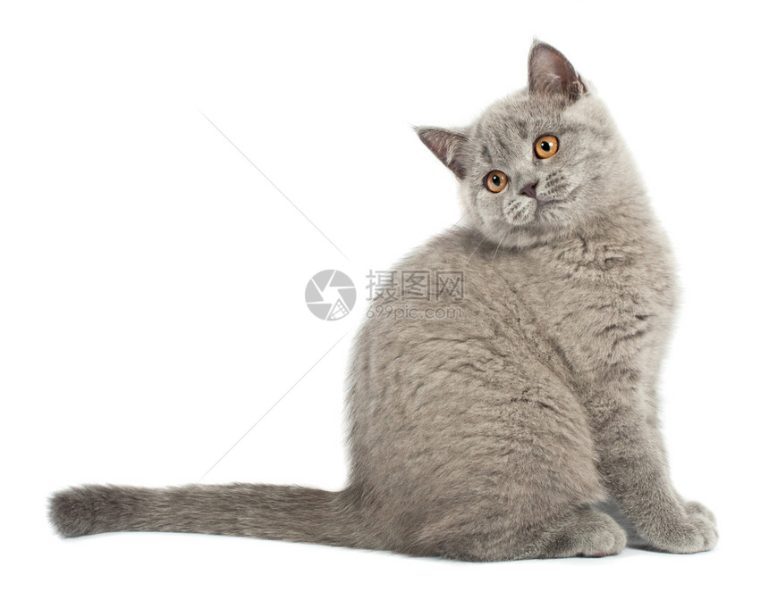 英国小猫被白色背景隔离图片