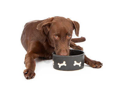 一只而口渴的巧克力拉布多猎犬小狗躺在白色背景下背景图片