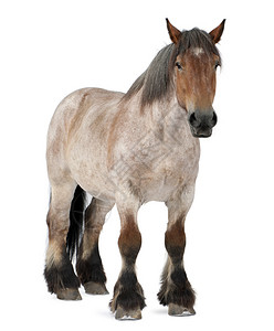 一个选秀马品种背景图片