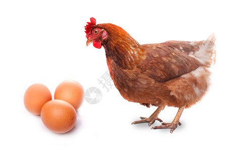 活鸡鸟红发看着三个孤立在上的鸡蛋背景