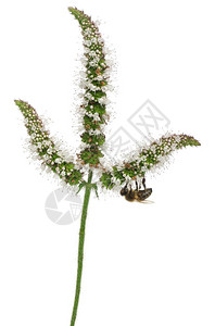 女工蜜蜂Anthophora羽流背景图片