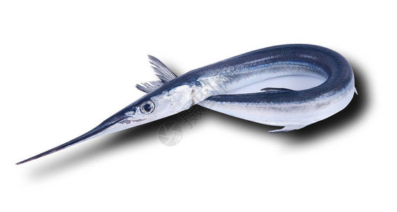 白色背景上的新鲜garfish背景图片