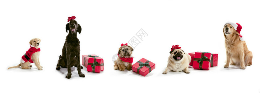 穿着圣诞帽子的狗和圣诞礼物坐图片