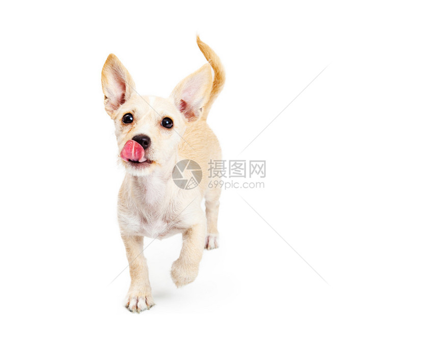 3个月大可爱的小狗舔嘴唇用舌头吐出来然后跑向白色背景被图片